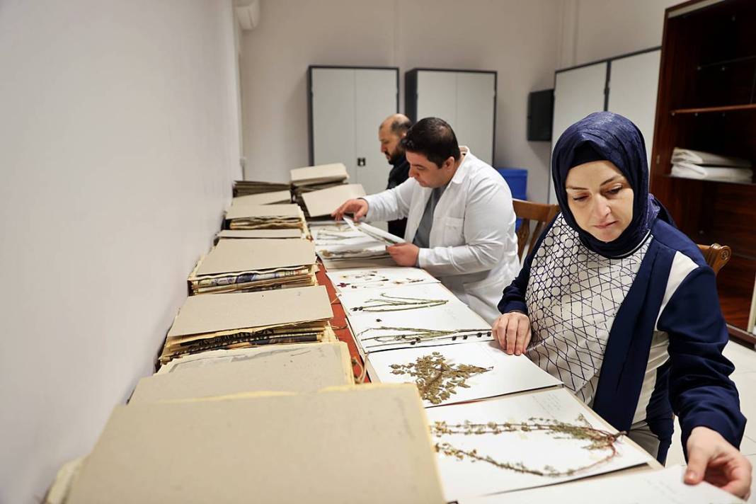 Dünyada sadece o kentimizde yetişiyor! Herbaryumda 400 bitki koruma altına alındı 15